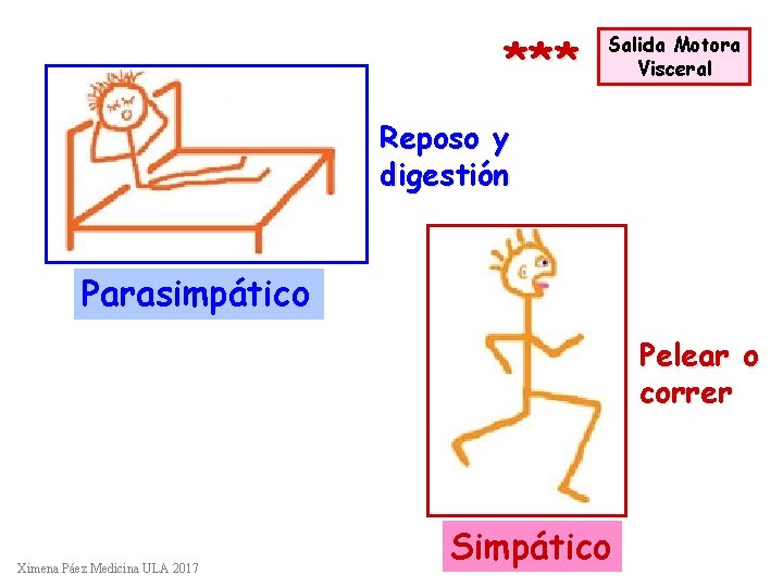 *** Salida Motora Visceral Reposo y digestión Parasimpático Pelear o correr Ximena Páez Medicina