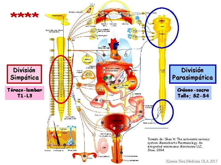 **** División Simpática División Parasimpática Tóraco-lumbar T 1 -L 3 Cráneo-sacra Tallo; S 2