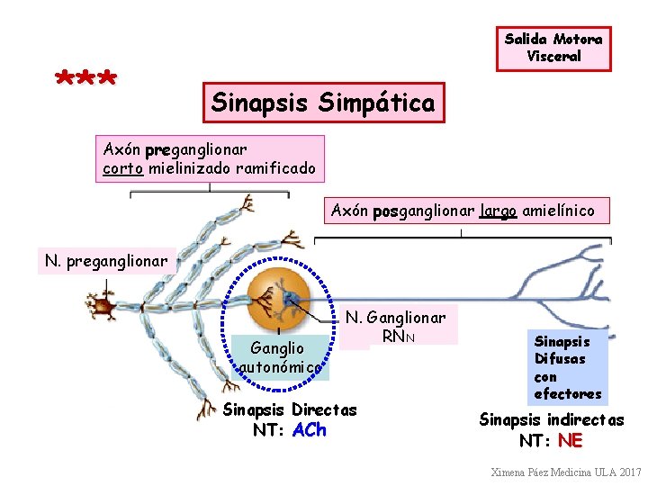 *** Salida Motora Visceral Sinapsis Simpática Axón preganglionar corto mielinizado ramificado Axón posganglionar largo