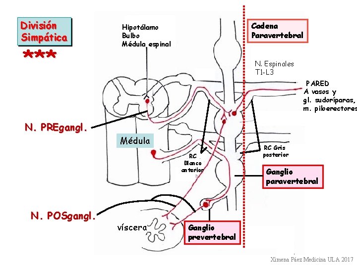 División Simpática *** Cadena Paravertebral Hipotálamo Bulbo Médula espinal N. Espinales T 1 -L