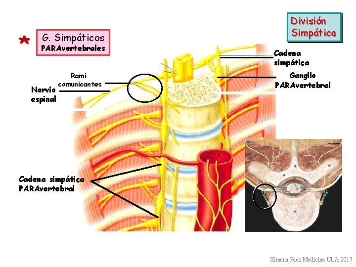 * G. Simpáticos PARAvertebrales Nervio espinal Rami comunicantes División Simpática Cadena simpática Ganglio PARAvertebral