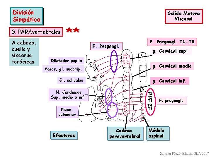 División Simpática Salida Motora Visceral G. PARAvertebrales A cabeza, cuello y vísceras torácicas **