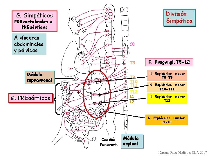 División Simpática G. Simpáticos PREvertebrales o PREaórticos A vísceras abdominales y pélvicas C 8