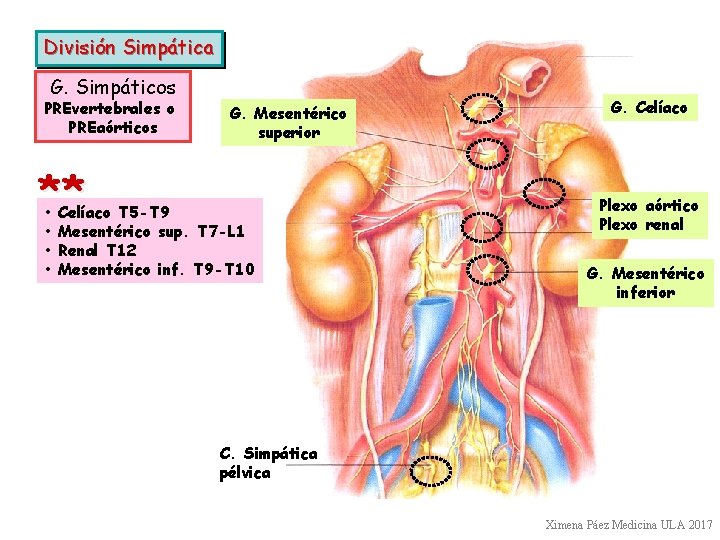 División Simpática G. Simpáticos PREvertebrales o PREaórticos G. Mesentérico superior ** • • Celíaco