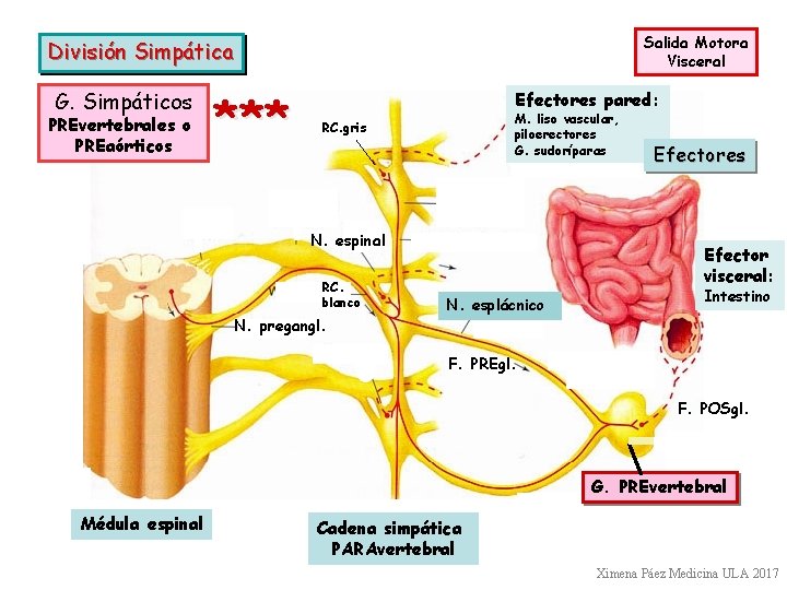 Salida Motora Visceral División Simpática G. Simpáticos PREvertebrales o PREaórticos *** Efectores pared: M.