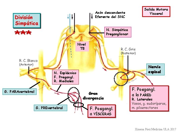 Salida Motora Visceral Axón descendente Eferente del SNC División Simpática *** N. Simpática Preganglionar