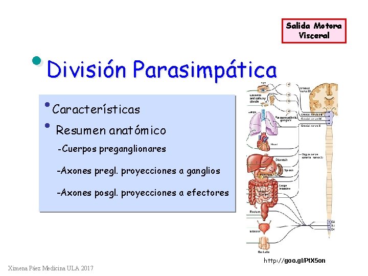  • División Parasimpática Salida Motora Visceral • Características • Resumen anatómico -Cuerpos preganglionares