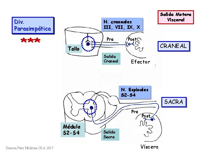 Div. Parasimpática *** Salida Motora Visceral N. craneales III, VII, IX, X Pre Post