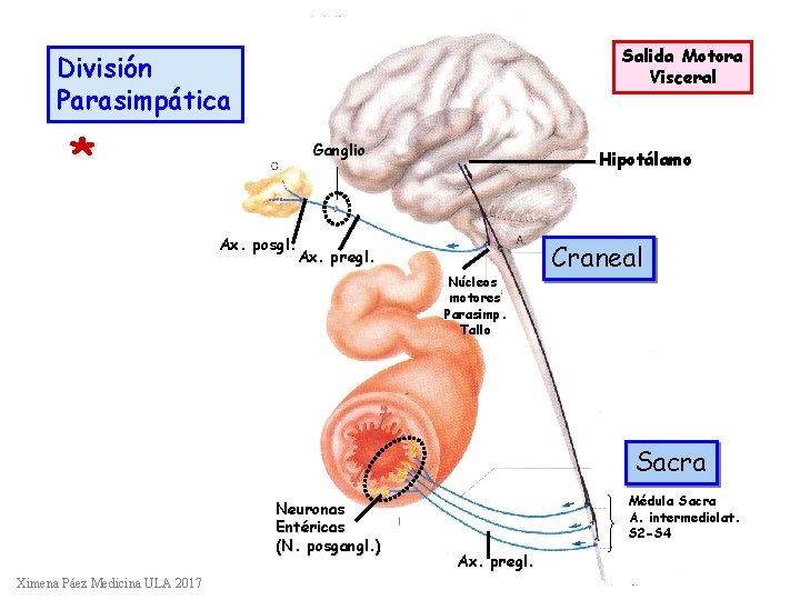 Salida Motora Visceral División Parasimpática * Ganglio Ax. posgl. Hipotálamo Ax. pregl. Núcleos motores