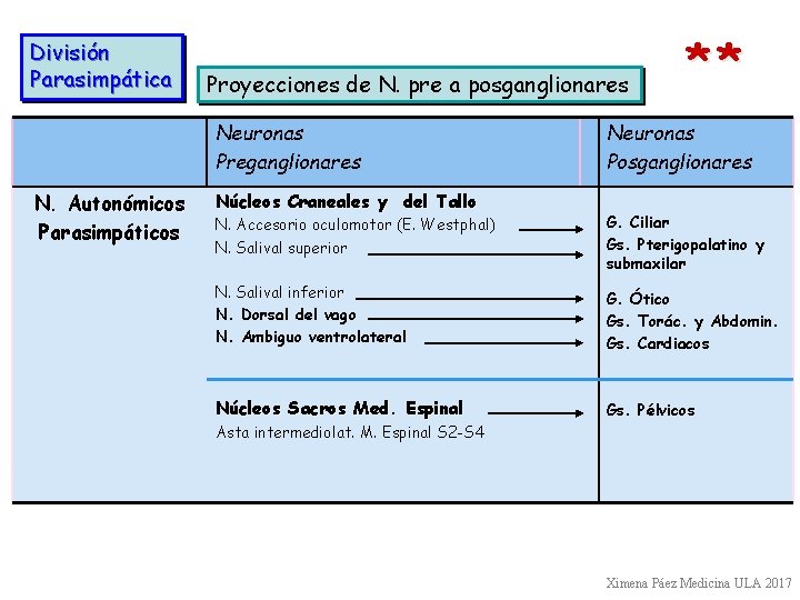 División Parasimpática Proyecciones de N. pre a posganglionares Neuronas Preganglionares N. Autonómicos Parasimpáticos Núcleos