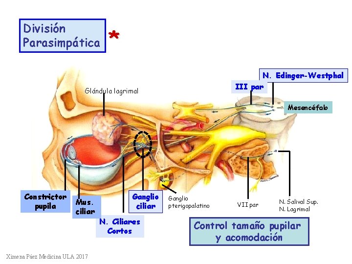 División Parasimpática * N. Edinger-Westphal III par Glándula lagrimal Mesencéfalo Constrictor pupila Mus. ciliar