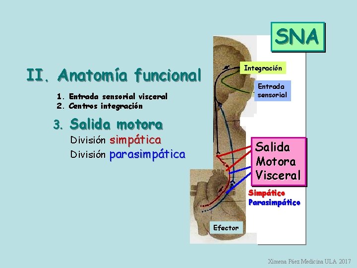 SNA Integración II. Anatomía funcional Entrada sensorial 1. Entrada sensorial visceral 2. Centros integración
