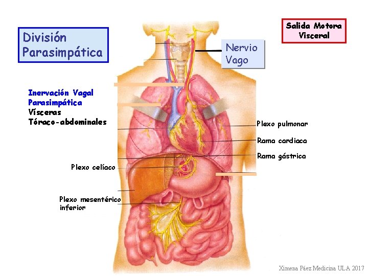 División Parasimpática Inervación Vagal Parasimpática Vísceras Tóraco-abdominales Nervio Vago Salida Motora Visceral Plexo pulmonar