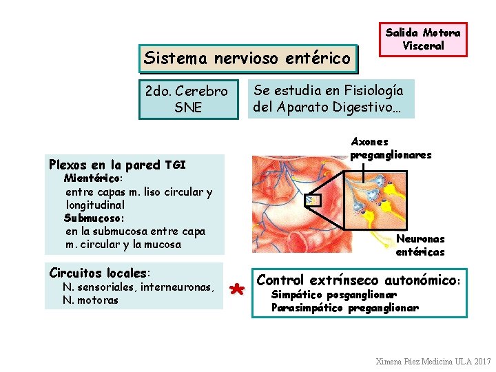 Sistema nervioso entérico Se estudia en Fisiología del Aparato Digestivo… 2 do. Cerebro SNE
