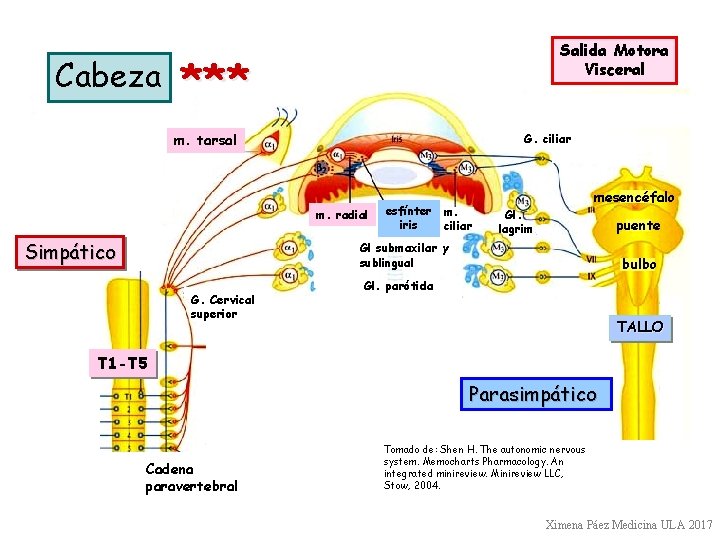 Cabeza Salida Motora Visceral *** m. tarsal G. ciliar m. radial Simpático esfínter m.