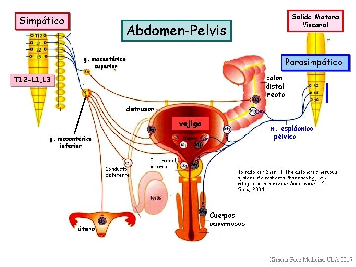 Simpático Salida Motora Visceral Abdomen-Pelvis *** g. mesentérico superior Parasimpático colon distal recto T