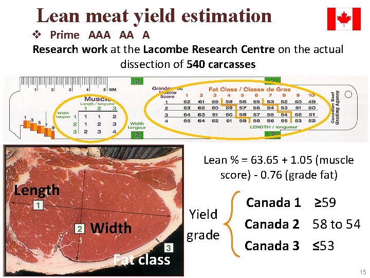Lean meat yield estimation v Prime AAA AA A Research work at the Lacombe