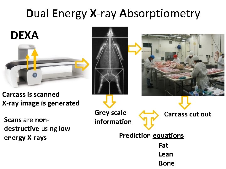 Dual Energy X-ray Absorptiometry DEXA Carcass is scanned X-ray image is generated Scans are