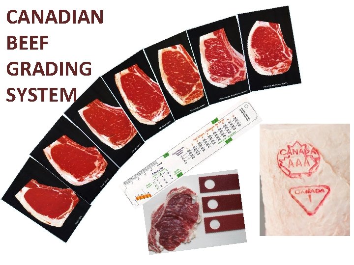 CANADIAN BEEF GRADING SYSTEM 