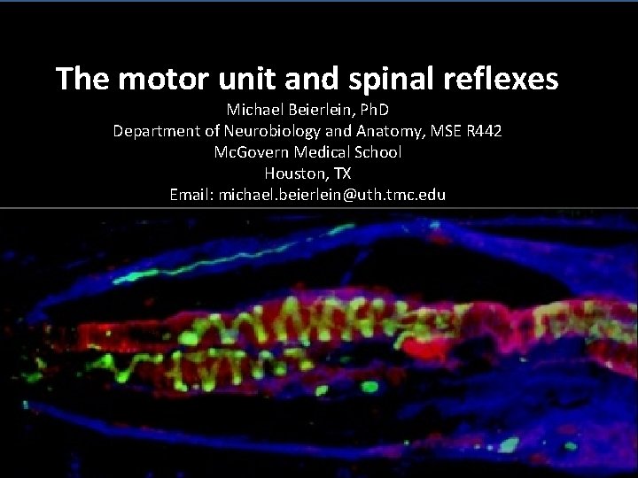 The motor unit and spinal reflexes Michael Beierlein, Ph. D Department of Neurobiology and