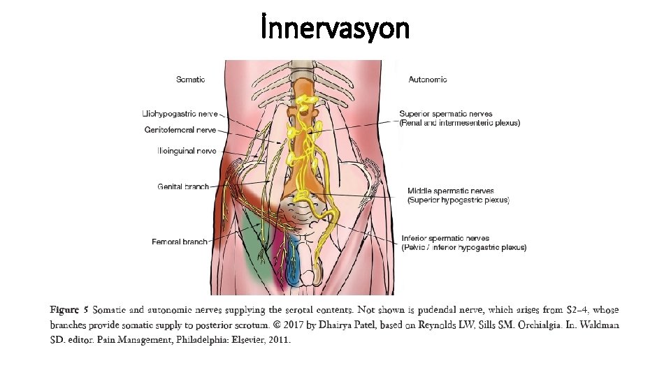 İnnervasyon 