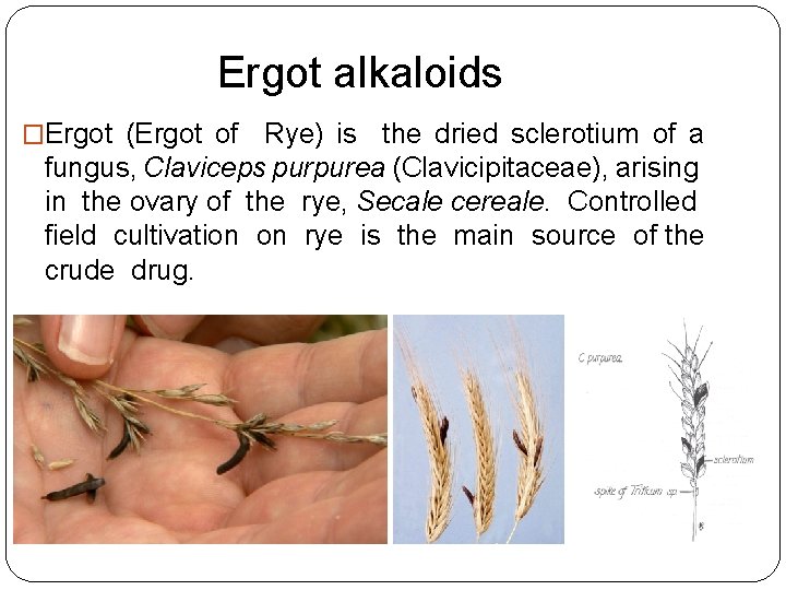 Ergot alkaloids �Ergot (Ergot of Rye) is the dried sclerotium of a fungus, Claviceps Ergot alkaloids �Ergot (Ergot of Rye) is the dried sclerotium of a fungus, Claviceps