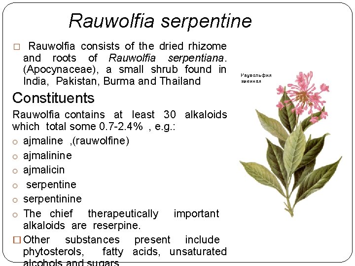 Rauwolfia serpentine � Rauwolfia consists of the dried rhizome and roots of Rauwolfia serpentiana. Rauwolfia serpentine � Rauwolfia consists of the dried rhizome and roots of Rauwolfia serpentiana.