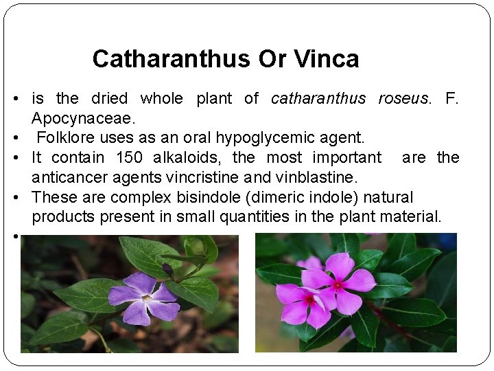 Catharanthus Or Vinca • is the dried whole plant of catharanthus roseus. F. Apocynaceae. Catharanthus Or Vinca • is the dried whole plant of catharanthus roseus. F. Apocynaceae.