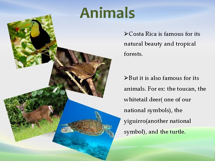 Animals ØCosta Rica is famous for its natural beauty and tropical forests. ØBut it