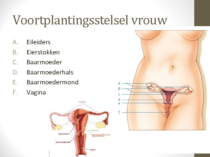Voortplantingsstelsel vrouw A. B. C. D. E. F. Eileiders Eierstokken Baarmoederhals Baarmoedermond Vagina 