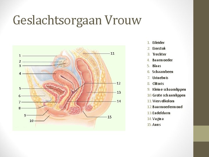 Geslachtsorgaan Vrouw 1. Eileider 2. Eierstok 3. Trechter 4. Baarmoeder 5. Blaas 6. Schaambeen