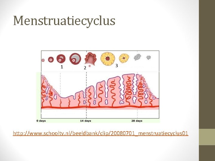 Menstruatiecyclus http: //www. schooltv. nl/beeldbank/clip/20080701_menstruatiecyclus 01 