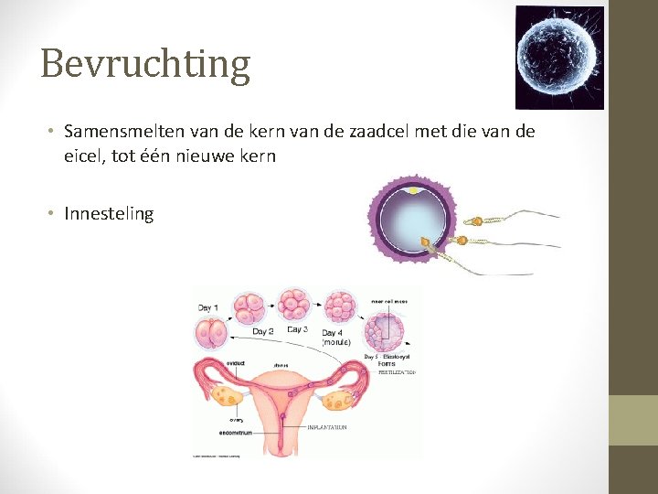 Bevruchting • Samensmelten van de kern van de zaadcel met die van de eicel,