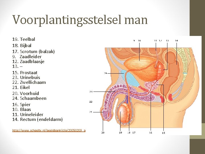 Voorplantingsstelsel man 19. Teelbal 18. Bijbal 17. Scrotum (balzak) 9. Zaadleider 12. Zaadblaasje 13.