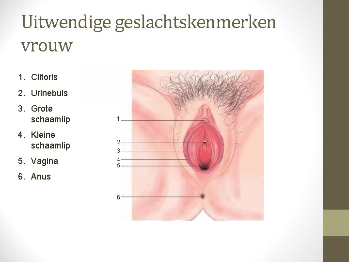 Uitwendige geslachtskenmerken vrouw 1. Clitoris 2. Urinebuis 3. Grote schaamlip 4. Kleine schaamlip 5.