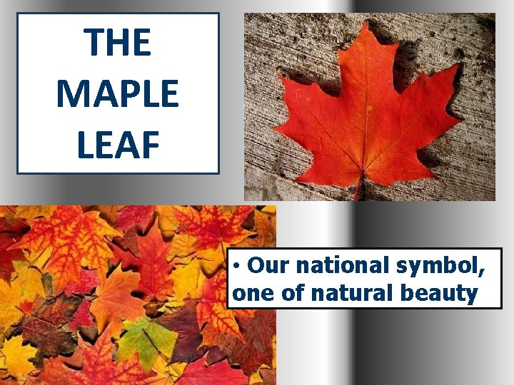 THE MAPLE LEAF • Our national symbol, one of natural beauty 