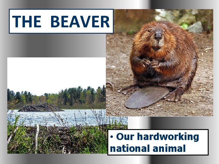 THE BEAVER • Our hardworking national animal 