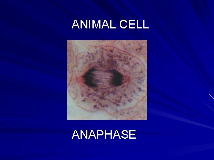ANIMAL CELL ANAPHASE ANIMAL CELL ANAPHASE