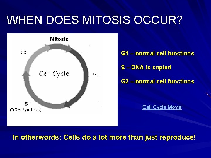 WHEN DOES MITOSIS OCCUR? G 1 – normal cell functions S – DNA is WHEN DOES MITOSIS OCCUR? G 1 – normal cell functions S – DNA is