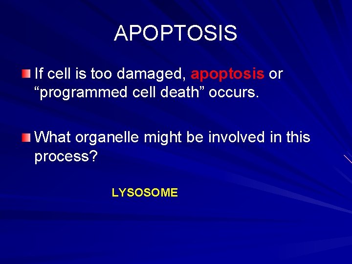 APOPTOSIS If cell is too damaged, apoptosis or “programmed cell death” occurs. What organelle APOPTOSIS If cell is too damaged, apoptosis or “programmed cell death” occurs. What organelle