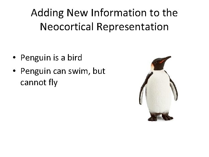 Adding New Information to the Neocortical Representation • Penguin is a bird • Penguin Adding New Information to the Neocortical Representation • Penguin is a bird • Penguin