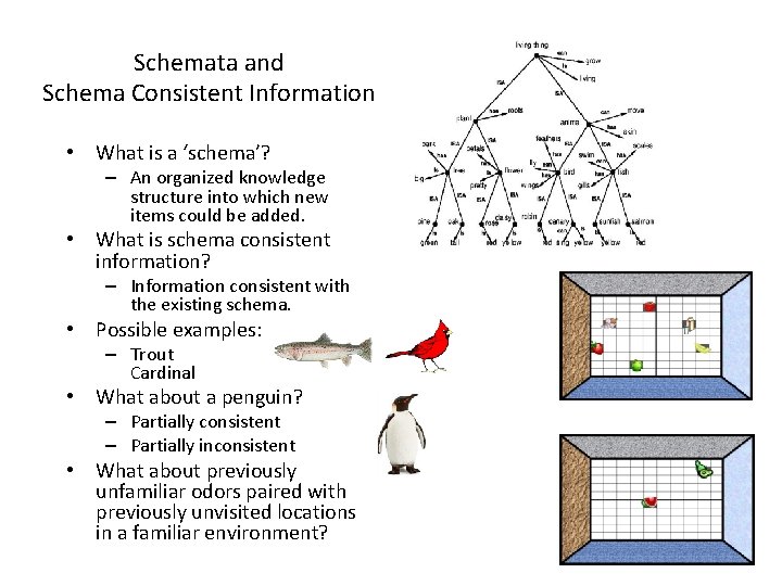Schemata and Schema Consistent Information • What is a ‘schema’? – An organized knowledge Schemata and Schema Consistent Information • What is a ‘schema’? – An organized knowledge