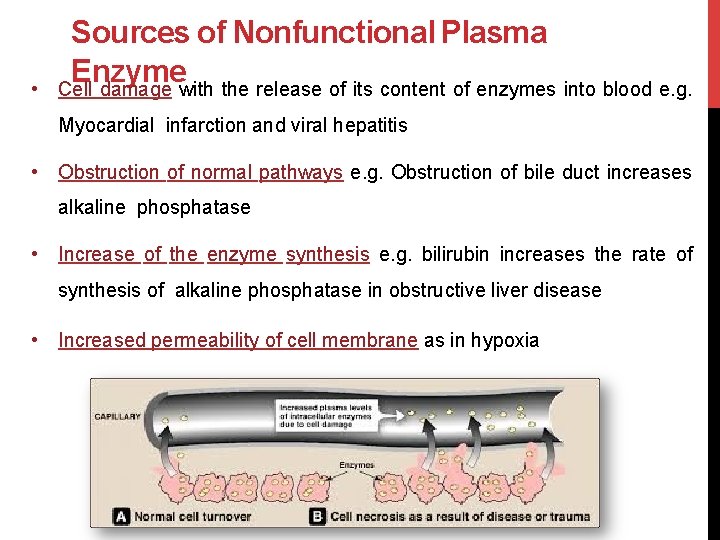  • Sources of Nonfunctional Plasma Enzyme Cell damage with the release of its