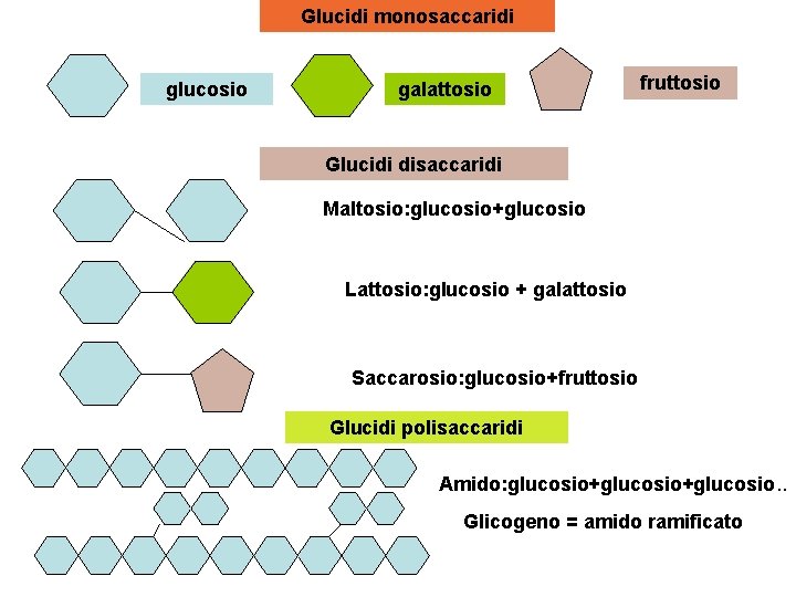 Glucidi monosaccaridi glucosio galattosio fruttosio Glucidi disaccaridi Maltosio: glucosio+glucosio Lattosio: glucosio + galattosio Saccarosio: