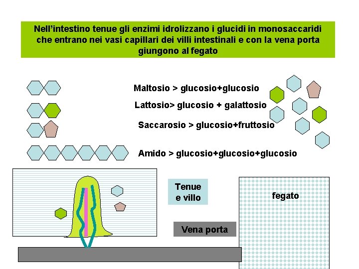 Nell’intestino tenue gli enzimi idrolizzano i glucidi in monosaccaridi che entrano nei vasi capillari