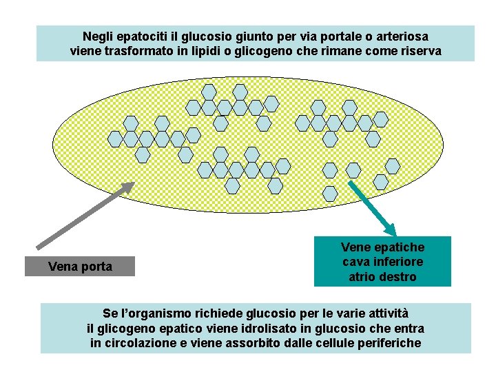 Negli epatociti il glucosio giunto per via portale o arteriosa viene trasformato in lipidi