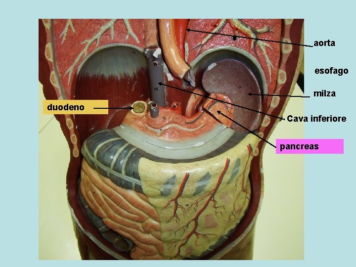 aorta esofago milza duodeno Cava inferiore pancreas 