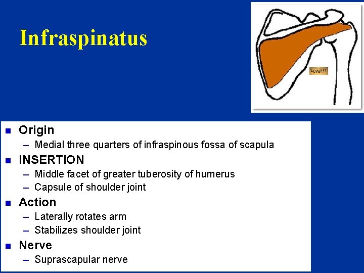 Infraspinatus n Origin – Medial three quarters of infraspinous fossa of scapula n INSERTION