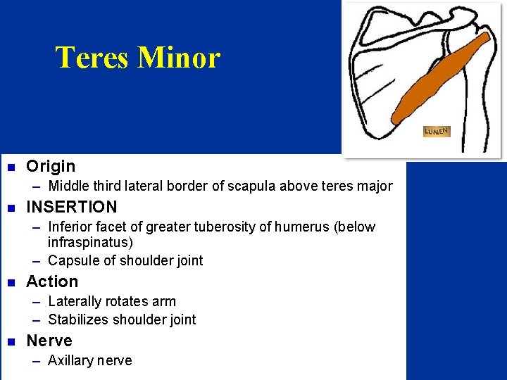 Teres Minor n Origin – Middle third lateral border of scapula above teres major