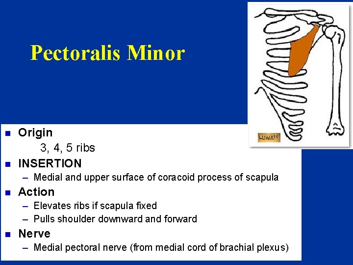 Pectoralis Minor n n Origin 3, 4, 5 ribs INSERTION – Medial and upper